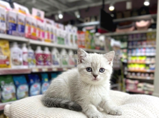 Vonalp Pet Garantisiyle  Bri̇ti̇sh Shorthai̇r Kardeşler görsel