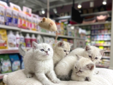 Vonalp Pet Garantisiyle  Bri̇ti̇sh Shorthai̇r Kardeşler