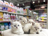 Vonalp Pet Garantisiyle  Bri̇ti̇sh Shorthai̇r Kardeşler