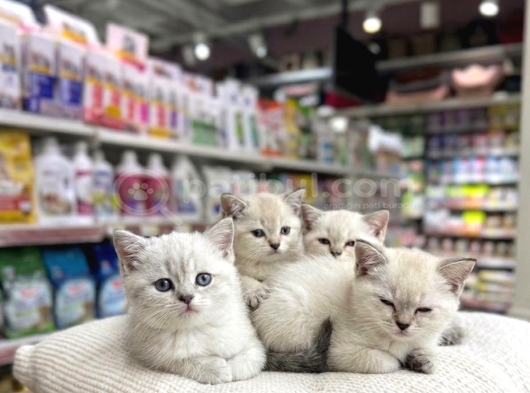 Vonalp Pet Garantisiyle  Bri̇ti̇sh Shorthai̇r Kardeşler görsel
