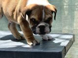 Safkan İngiliz Bulldog Yavrumuz