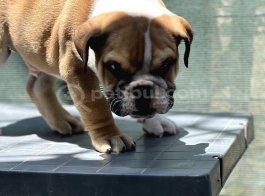 Safkan İngiliz Bulldog Yavrumuz görsel