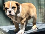 Safkan İngiliz Bulldog Yavrumuz