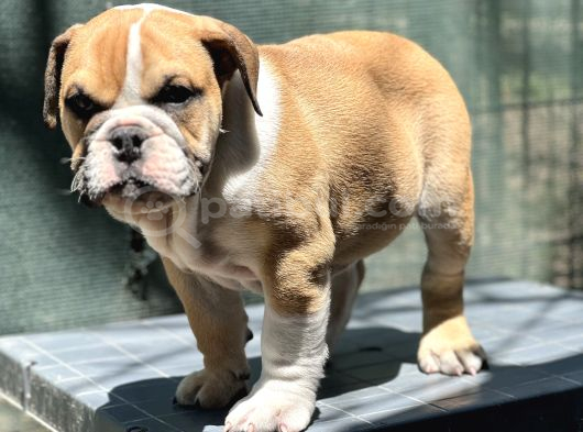 Safkan İngiliz Bulldog Yavrumuz görsel