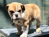 Safkan İngiliz Bulldog Yavrumuz
