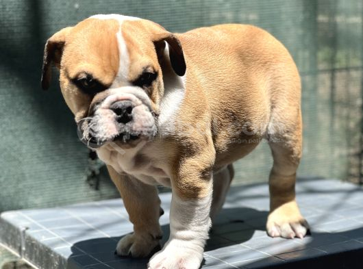 Safkan İngiliz Bulldog Yavrumuz görsel