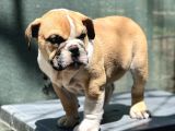 Safkan İngiliz Bulldog Yavrumuz