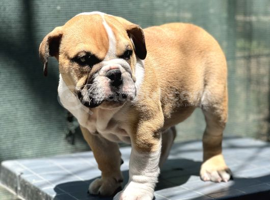 Safkan İngiliz Bulldog Yavrumuz görsel