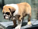 Safkan İngiliz Bulldog Yavrumuz