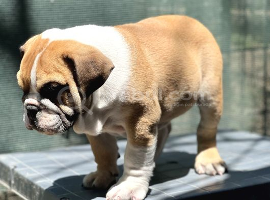 Safkan İngiliz Bulldog Yavrumuz görsel