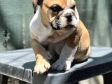 Safkan İngiliz Bulldog Yavrumuz
