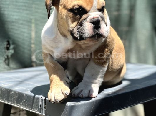 Safkan İngiliz Bulldog Yavrumuz görsel