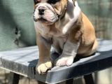 Safkan İngiliz Bulldog Yavrumuz