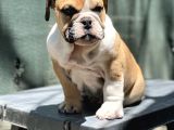 safkan İngiliz Bulldog Yavrumuz