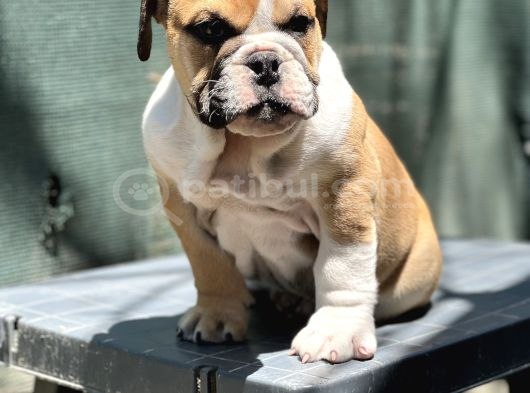 Safkan İngiliz Bulldog Yavrumuz