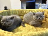 Mükemmel Güzellikte British Shorthair Yavrularımız