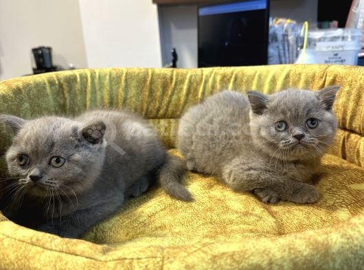 Mükemmel Güzellikte British Shorthair Yavrularımız görsel