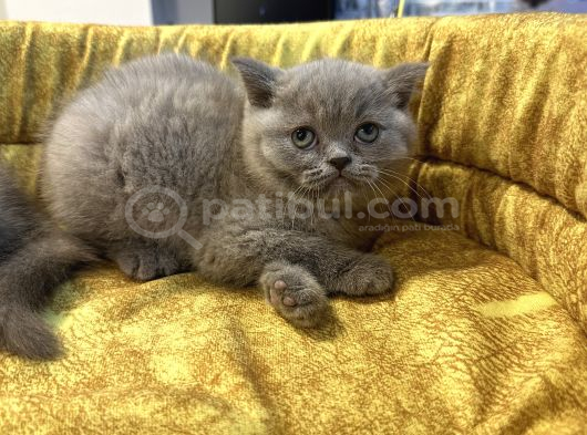 Mükemmel Güzellikte British Shorthair Yavrularımız görsel