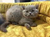 Mükemmel Güzellikte British Shorthair Yavrularımız