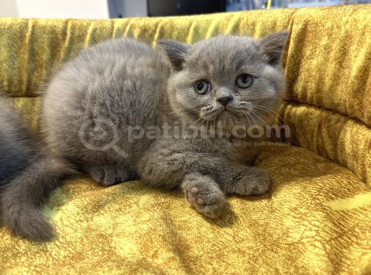 Mükemmel Güzellikte British Shorthair Yavrularımız görsel