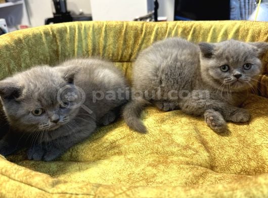 Mükemmel Güzellikte British Shorthair Yavrularımız