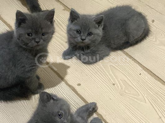 Ankara - Çok Aci̇l Yuva Sadece 1 Dişi Kaldı görsel