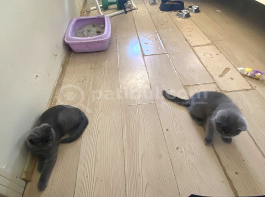 Ankara - Çok Aci̇l Yuva Sadece 1 Dişi Kaldı görsel