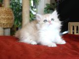 Şaşkın Güzel Munchkin Cüce Kedi