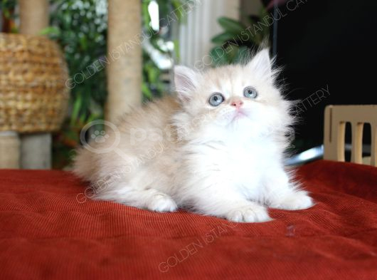 Şaşkın Güzel Munchkin Cüce Kedi görsel