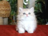 Şaşkın güzel Munchkin Cüce Kedi