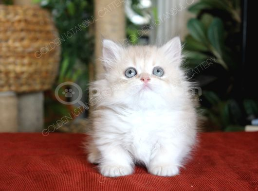 Şaşkın Güzel Munchkin Cüce Kedi