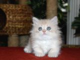 Şaşkın Güzel Munchkin Cüce Kedi
