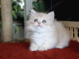 Şaşkın Güzel Munchkin Cüce Kedi