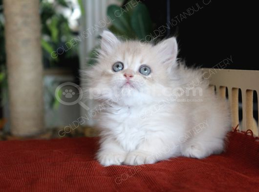 Şaşkın Güzel Munchkin Cüce Kedi görsel
