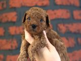 Safkan poodle bebeklerim yeni ailesini arıyor