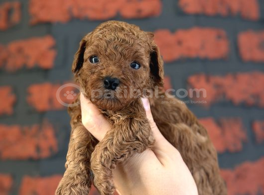 Safkan poodle bebeklerim yeni ailesini arıyor