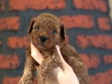 Safkan Poodle Bebeklerim Yeni Ailesini Arıyor