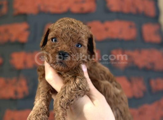 Safkan Poodle Bebeklerim Yeni Ailesini Arıyor görsel