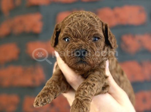 Safkan Poodle Bebeklerim Yeni Ailesini Arıyor görsel