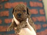 Safkan Poodle Bebeklerim Yeni Ailesini Arıyor