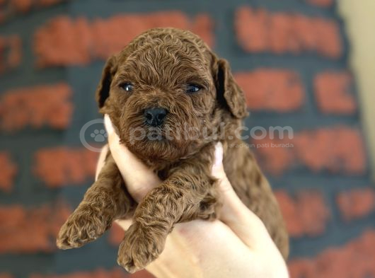 Safkan Poodle Bebeklerim Yeni Ailesini Arıyor görsel