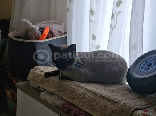 Ücretsi̇z Siyam 6 Yasinda Kısırlastirilmis görsel