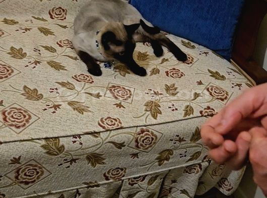 Ücretsi̇z Siyam 6 Yasinda Kısırlastirilmis görsel