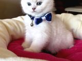 Scottish Fold Erkek Yavrumuza Yuva Uyguna