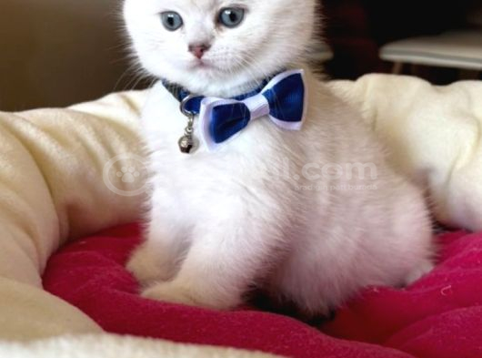 Scottish Fold Erkek Yavrumuza Yuva Uyguna görsel