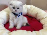 Scottish Fold Erkek Yavrumuza Yuva Uyguna