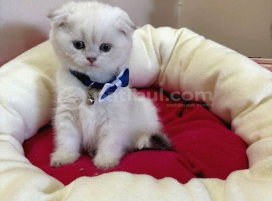 Scottish Fold Erkek Yavrumuza Yuva Uyguna görsel