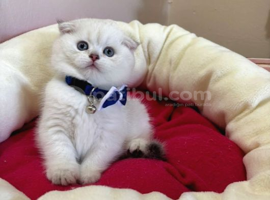 Scottish Fold Erkek Yavrumuza Yuva Uyguna görsel