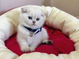 Scottish Fold Erkek Yavrumuza Yuva Uyguna