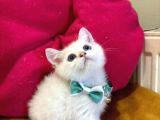 British Shorthair Erkek Yavrumuza Yuva Uyguna
